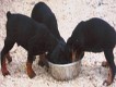 Kennels Facilities - Animal Zante - Zakynthos