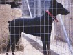 Kennels Facilities - Animal Zante - Zakynthos