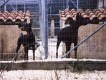 Kennels Facilities - Animal Zante - Zakynthos