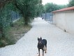 Kennels Facilities - Animal Zante - Zakynthos