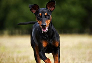 Εκτροφή Doberman - Animal Zante