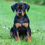 Doberman Puppy - Animal Zante