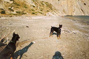 Traiining - Animal Zante
