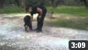 Doberman Training 1